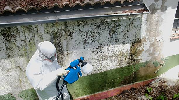 Top rated local Mold Remediation specialists in Everett, PA